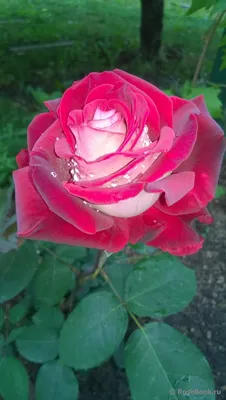 Изображение розы осирия в формате jpg: выберите подходящий размер