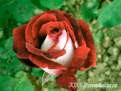 Фотография розы осирия в png формате с разными размерами