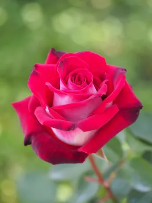 Роза осирия — красивая картинка для скачивания в webp формате
