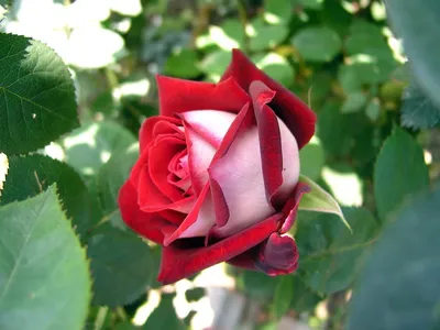 Уникальное фото розы осирия: выберите формат и скачайте изображение