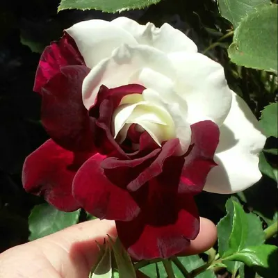 Изображение розы осирия для скачивания в png формате