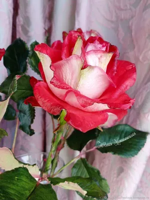 Фото розы осирия с возможностью загрузки в формате jpg