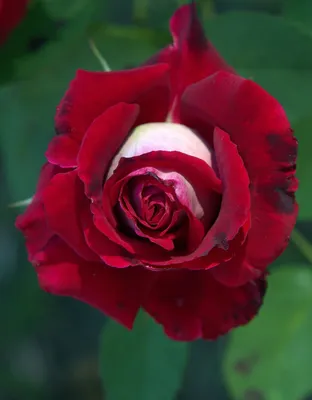 Фотка розы осирия в высоком разрешении: выберите формат (jpg, png, webp)