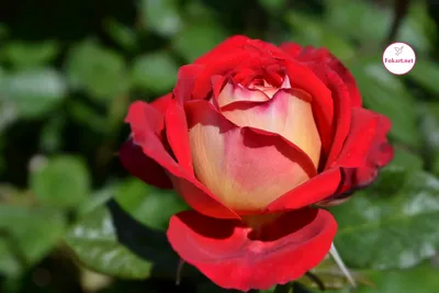 Изящная картинка розы осирия: скачайте ее в webp формате