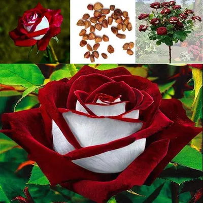 Фотография розы осирия в формате jpg с разными размерами
