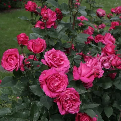 Роза памяти Высоцкого: красивое фото в формате jpg