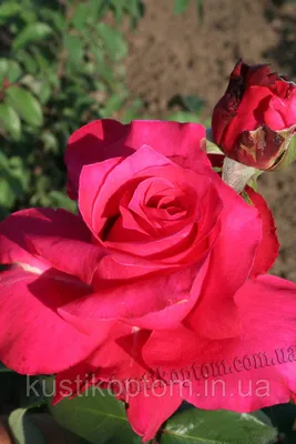 Фотка Роза памяти Высоцкого в формате webp: выберите размер