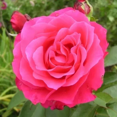 Роза памяти Высоцкого: фотография в формате webp