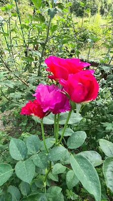 Фотка розы памяти Высоцкого: скачайте png изображение