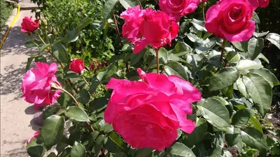 Изображение розы памяти Высоцкого: скачайте jpg фото