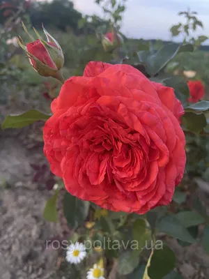 Роза памяти Высоцкого: изображение в jpg формате