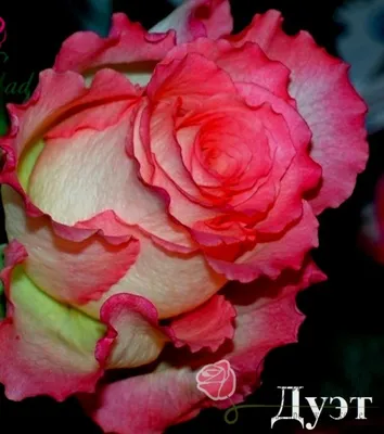Роза памяти Высоцкого: фотография в webp формате