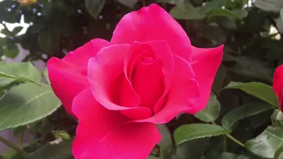 Изображение розы памяти Высоцкого: скачайте jpg фото