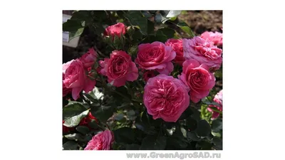Фото розы памяти Высоцкого в png формате: выберите размер