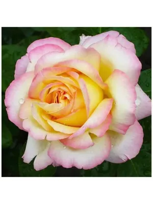 Изображение розы памяти Высоцкого: png формат