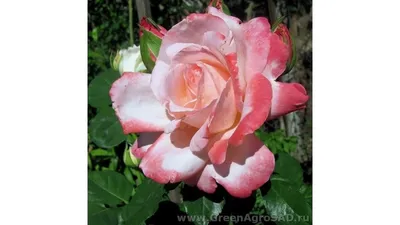 Роза памяти Высоцкого: фотография в webp формате