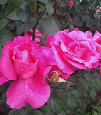 Фото розы памяти Высоцкого в формате webp: выберите размер