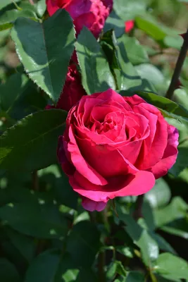 Роза памяти Высоцкого: изображение в формате png