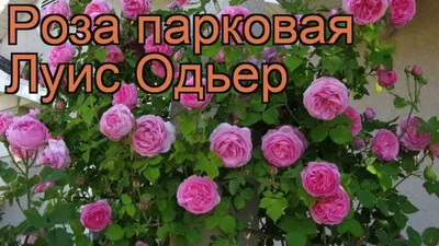 Уникальное фото розы парковой луис одьер для загрузки