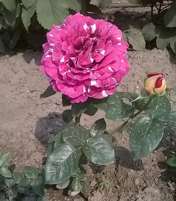 Изображение розы с множеством оттенков (jpg, png, webp)