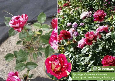 Свежий снимок пестрой розы: выберите нужный размер и формат (jpg, png, webp)
