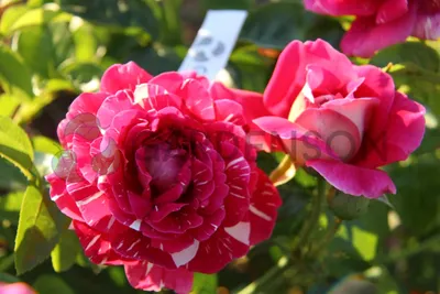 Фото пестрой розы в нескольких вариантах размера и формата (jpg, png, webp)