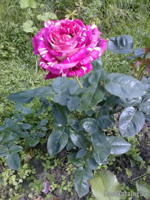 Фотография розы с прекрасными игрой оттенков (jpg, png, webp)