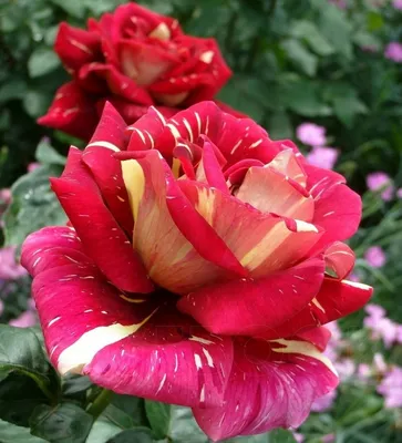 Великолепные розы: скачайте фото во всех форматах (jpg, png, webp)