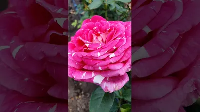 Неповторимое изображение розы с многообразием цветов (jpg, png, webp)