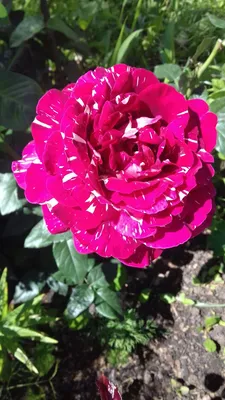 Фото розы с декоративным разноцветным эффектом (jpg, png, webp)