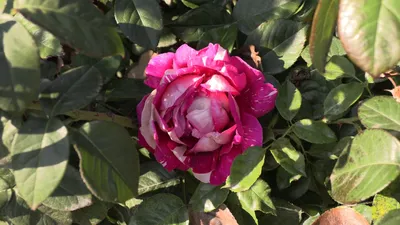 Коллекция фантазийных роз: скачайте фото в нужном формате (jpg, png, webp)