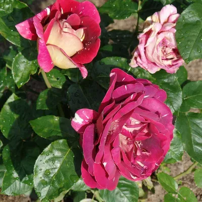 Розы в ярких цветах: выберите размер и формат загружаемого изображения (jpg, png, webp)