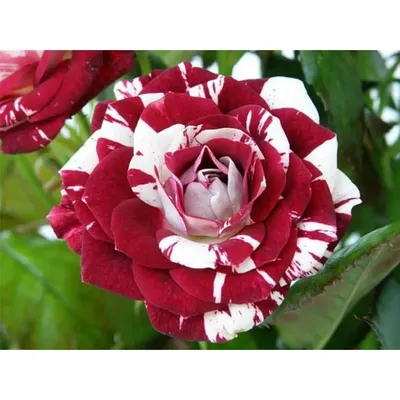 Фантастические розы: самые красивые фото в разных форматах (jpg, png, webp)