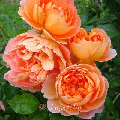 Роза пэт остин: красивое изображение в png