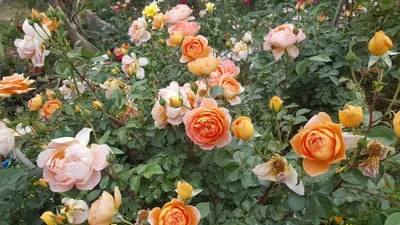 Роза пэт остин: привлекательное фото в jpg