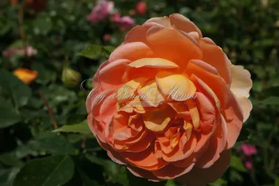 Роза пэт остин: красивая картинка в большом размере