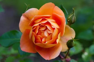 Роза пэт остин: прекрасная картинка в png