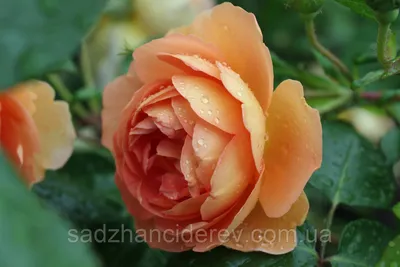 Роза пэт остин: красивое фото в jpg с возможностью скачать