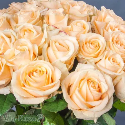 Великолепное фото розы пич аваланч в jpg формате