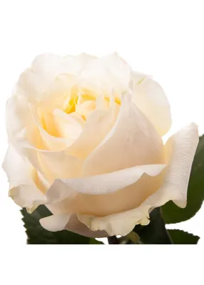 Удивительное фото розы пич аваланч в стиле webp