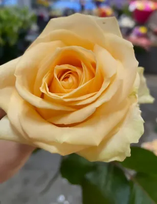 Изображение розы пич аваланч, которое вдохновит вас на великие дела