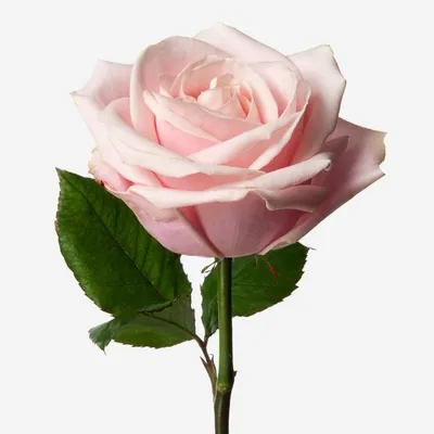Фото, заставляющее вас полюбить розу пич аваланч