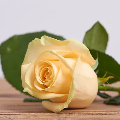 Картинка розы пич аваланч в разных размерах