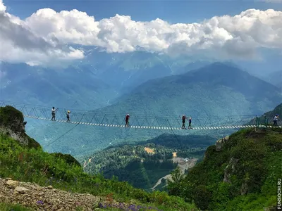 Роза пик: фотография высокого качества с описанием