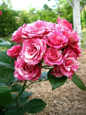 Фото розы пинк флеш с эффектом блика