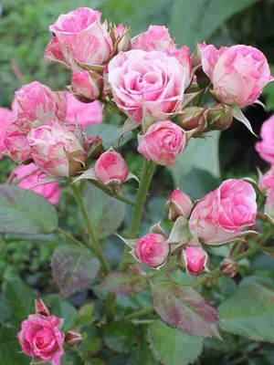 Фото розы пинк флеш с насыщенными цветами
