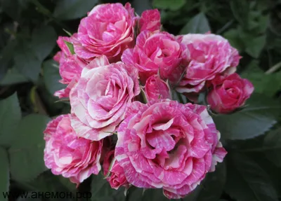 Изображение розы пинк флеш с мягким освещением
