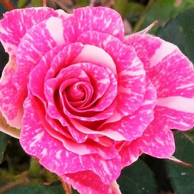 Картинка розы пинк флеш в формате высокого качества