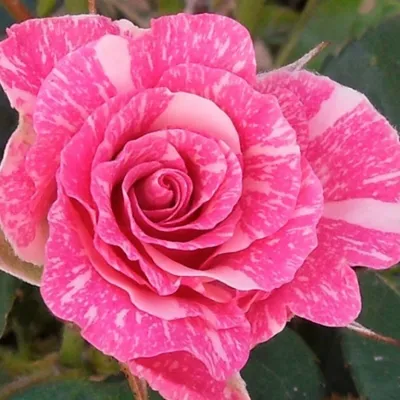 Изображение розы пинк флеш со шкалой цветов