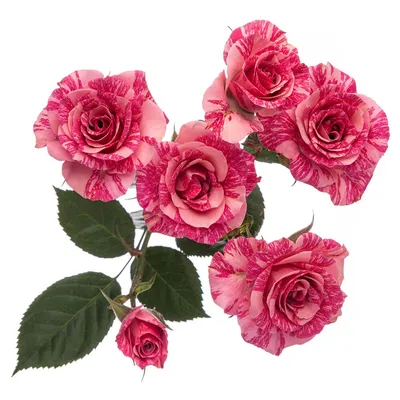 Фотография розы пинк флеш с деталями лепестков